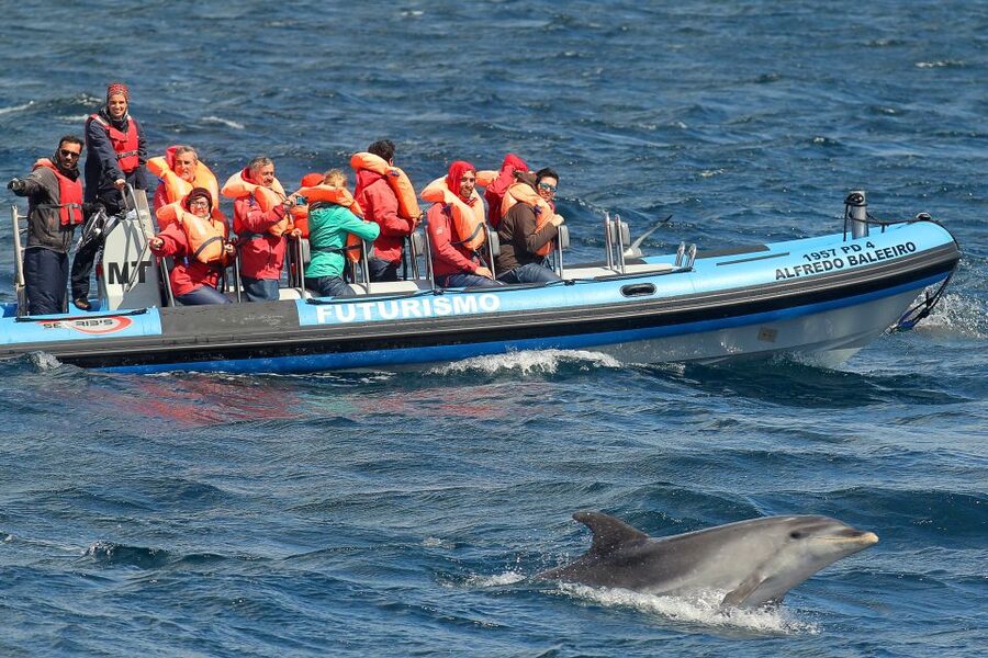 Pico Island: Whale Watching Experience from Lajes do Pico - Price and value at about $82 per person