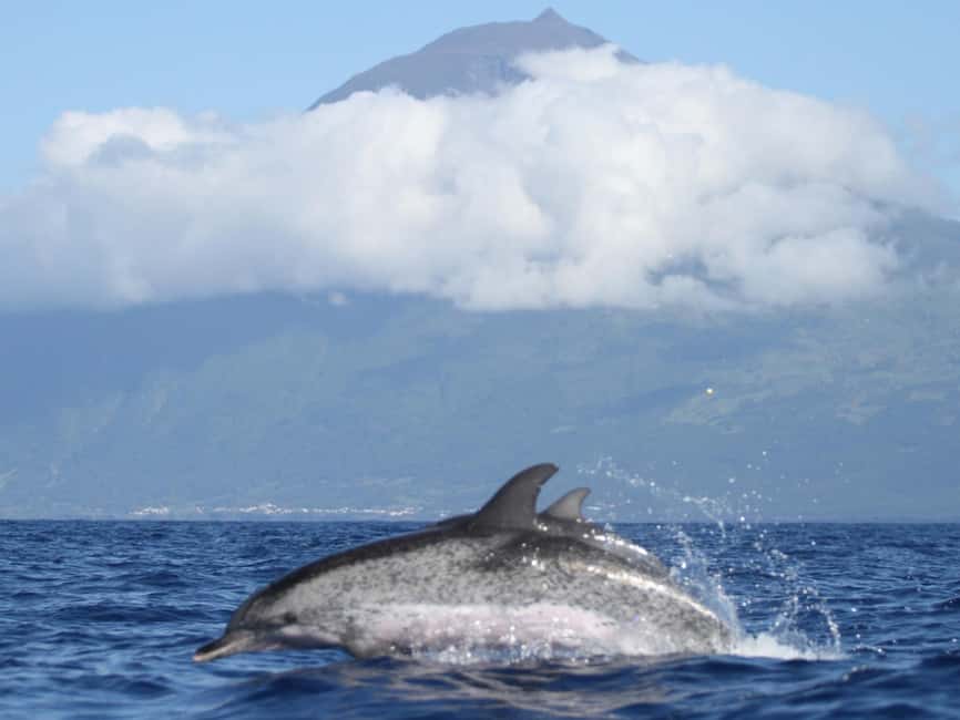 Pico Island: Whale Watching Experience from Lajes do Pico - Who this tour is best for