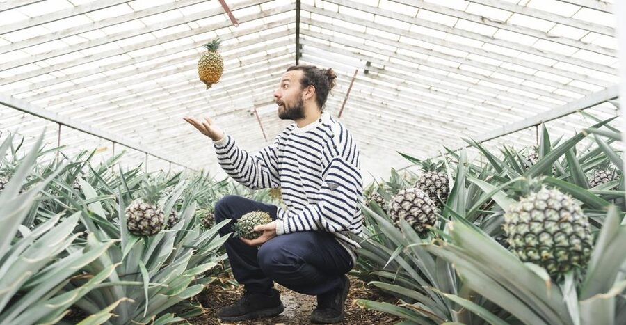 Ponta Delgada: Pineapple wine tasting and pineapple tour - What You Actually Get to Taste, and Why It Works