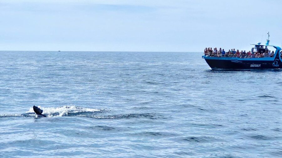 Portimão: Benagil Caves & Dolphins Watching with Biologist - Atlantic dolphin watching: what the search feels like and what you might see