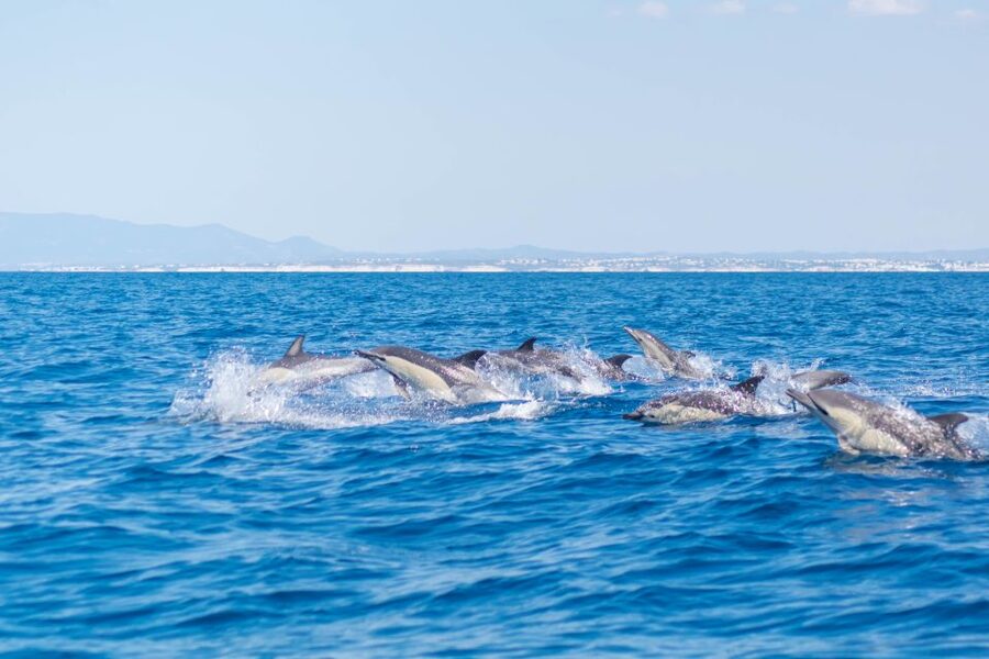 Portimão: Benagil Caves & Dolphins Watching with Biologist - Swim stop at the beach: when you actually get in the water