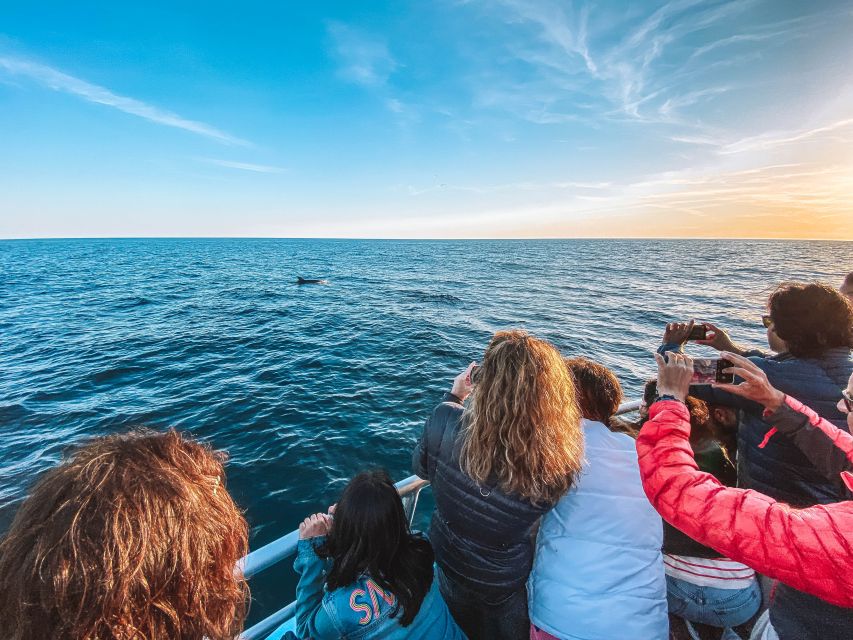Portimão: Benagil Caves & Dolphins Watching with Biologist - FAQ