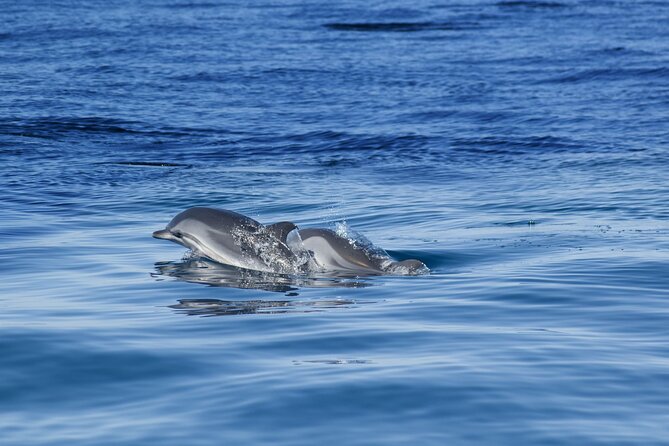 Portimão:Embark on Nature•Benagil and Dolphins•Biologist on board - The Benagil Cave stop: why you only get a few minutes