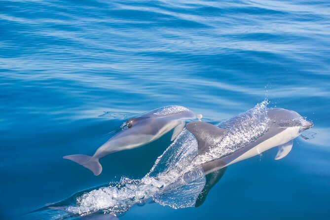 Portimão:Embark on Nature•Benagil and Dolphins•Biologist on board - Algar Seco, Farol de Alfanzina, and Praia da Marinha: the coastline variety pass