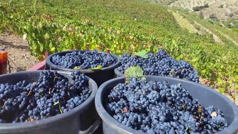 Porto: Douro Valley Tour with 2 Wineries, Lunch and Cruise - Sabrosa wine visit after lunch: guided tasting with the valley in view