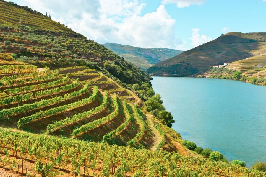 Porto: Douro Valley Tour with Wine Tasting, Cruise and Lunch - Winery Stop Two: More Tastings, More Comparisons