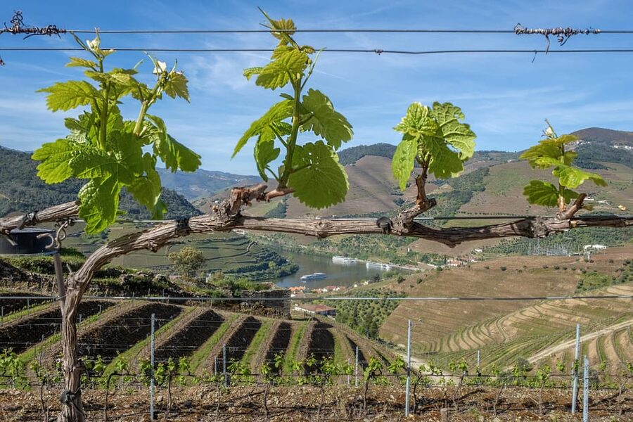 Porto: Douro Valley Wine Tour with a Sommelier & Boat Trip - Second winery in the Douro: 5th-generation stories and Port aging
