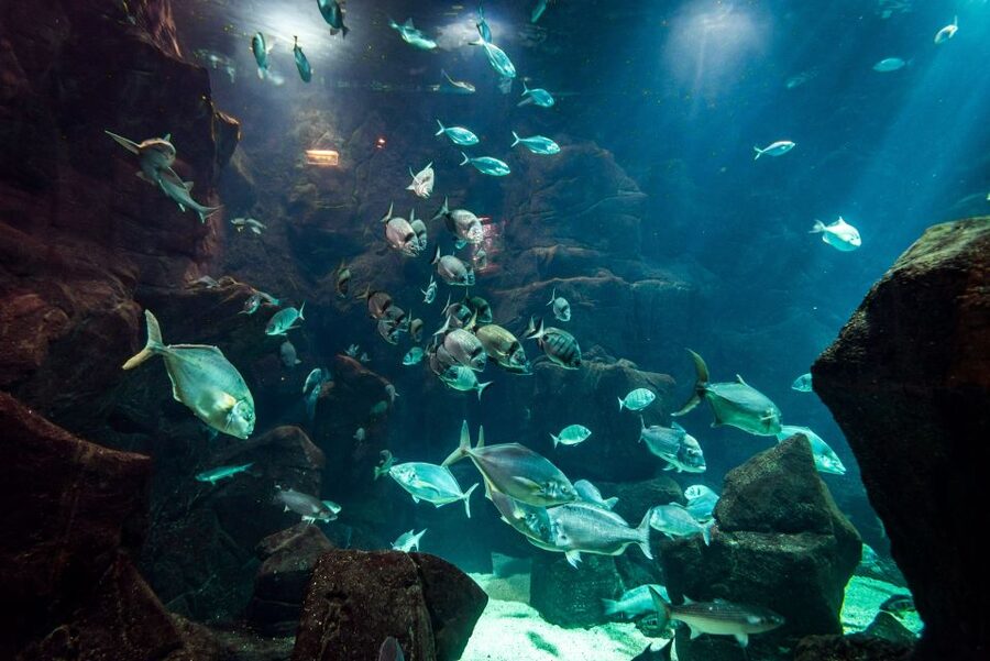 Porto Moniz: Diving with Sharks and Rays in Madeira Aquarium - Key highlights worth planning for