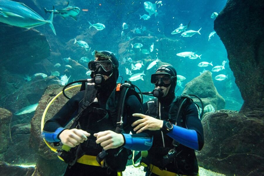 Porto Moniz: Diving with Sharks and Rays in Madeira Aquarium - Porto Moniz tank time: why this feels different than open water