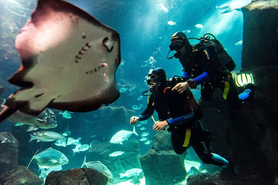 Porto Moniz: Diving with Sharks and Rays in Madeira Aquarium - Aquarium tour plus the technical zone: the part many people do not expect