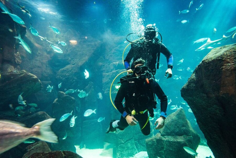 Porto Moniz: Diving with Sharks and Rays in Madeira Aquarium - Warm-up in the natural pool: where confidence gets built fast