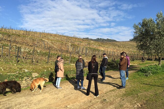 Premium Douro Valley Small-Group Tour, Wine Tasting, Lunch & Boat - Quinta do Panascal: the Port wine tasting that sets the tone
