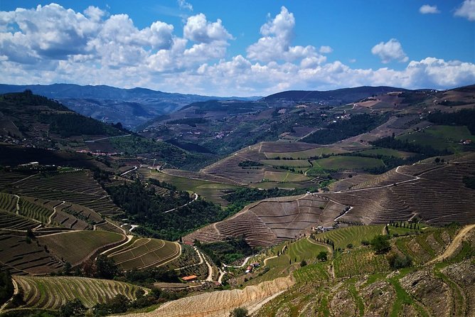 Premium Private Douro Tour: 3 Wineries with Tastings & Lunch - Stop 1 in Favaios: Quinta de Avessada and the Moscatel focus