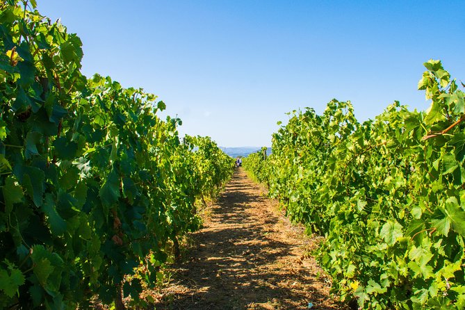 Premium Private Douro Tour: 3 Wineries with Tastings & Lunch - Hotel pickup at 8:30 AM: the start that makes the day work