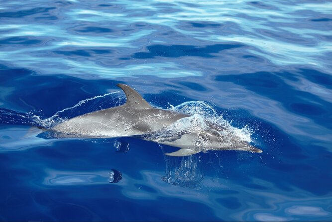 Private Dolphin and Whale Watching Tour in Madeira - Getting to the Marina and Meeting the Team in Calheta