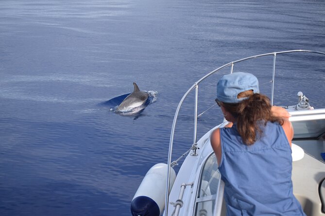 Private Dolphin and Whale Watching Tour in Madeira - The Snorkeling and Swimming Break That Changes the Whole Trip