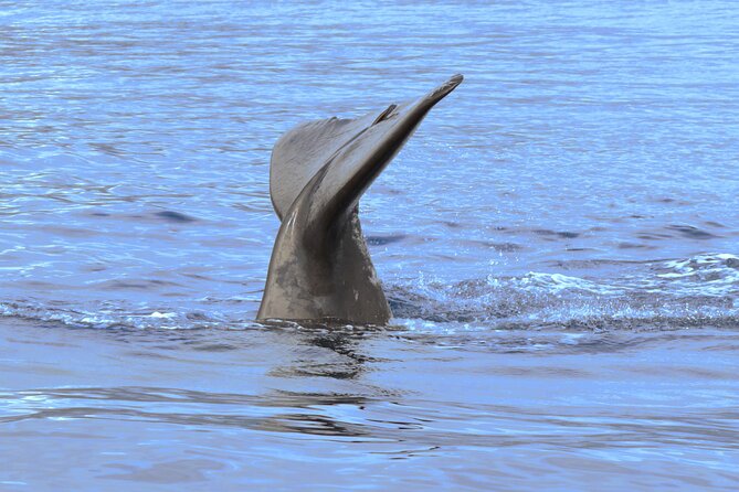 Private Dolphin and Whale Watching Tour in Madeira - Whale and Dolphin Watching: What You Can Expect Without the Fantasy