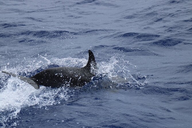 Private Dolphin and Whale Watching Tour in Madeira - Comfort, Drinks, and Practical Extras That Make It Feel Premium