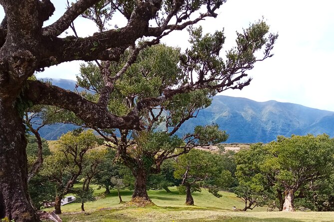 Private Madeira Island Tour: The Most Complete 8-Hour Experience - Vereda do Fanal: old laurel trees and misty forest vibes