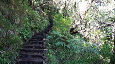 Rabaçal: 25 Fontes & Risco Levada Hiking Transfer