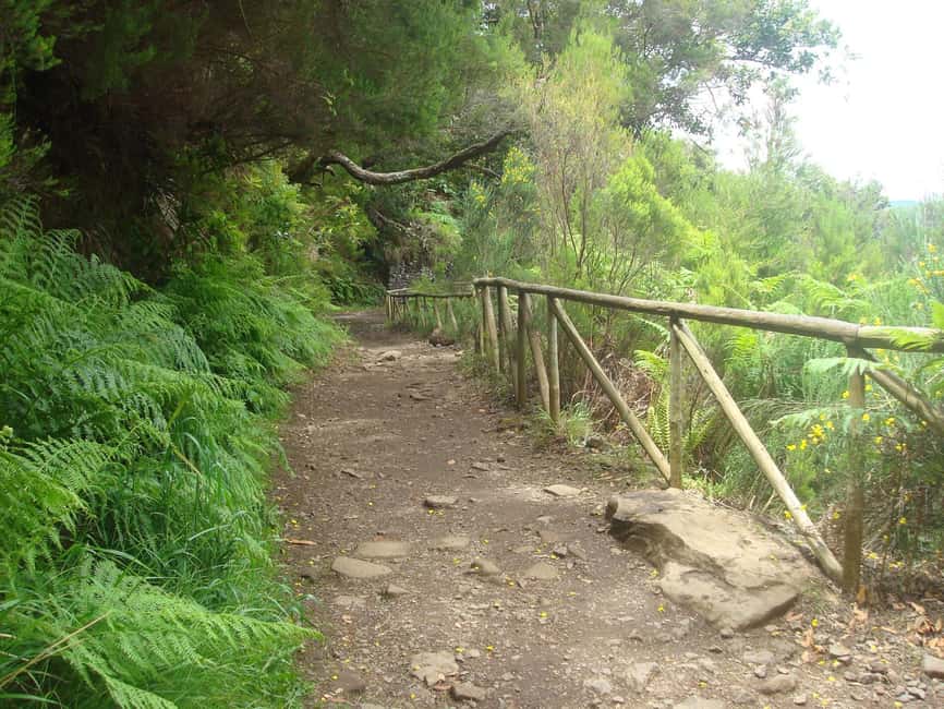 Rabaçal: 25 Fontes & Risco Levada Hiking Transfer - Laurissilva forest vibe: why the weather changes how the trail feels