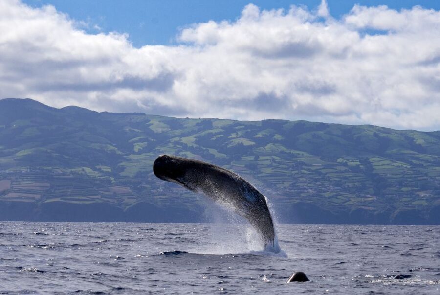 Rabo de Peixe: Sperm Whale Sanctuary Expedition - Key highlights to know before you go