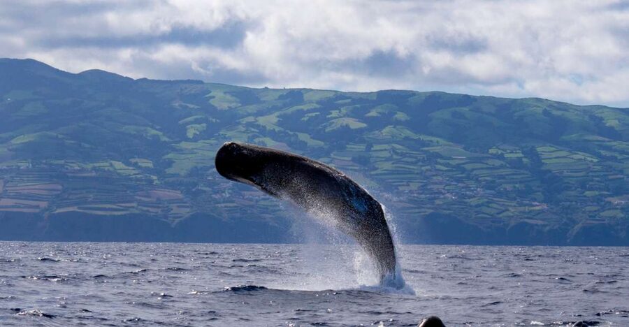 Rabo de Peixe: Sperm Whale Sanctuary Expedition - Learning from marine biologists, including biologist Emma