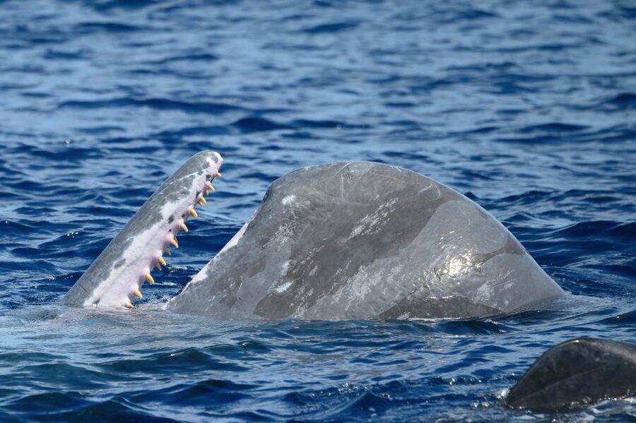 Rabo de Peixe: Sperm Whale Sanctuary Expedition - What you might see: sperm whales plus the extras that make lucky days