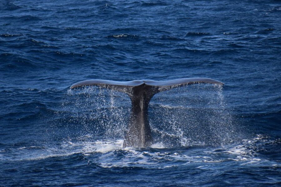 Rabo de Peixe: Sperm Whale Sanctuary Expedition - The real value of the $82 price: what’s included, what’s not
