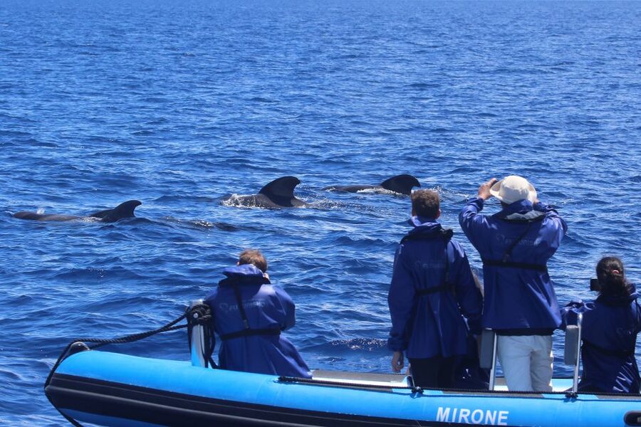 Rabo de Peixe: Sperm Whale Sanctuary Expedition - Timing, weather, and the reality of waiting 30-45 minutes