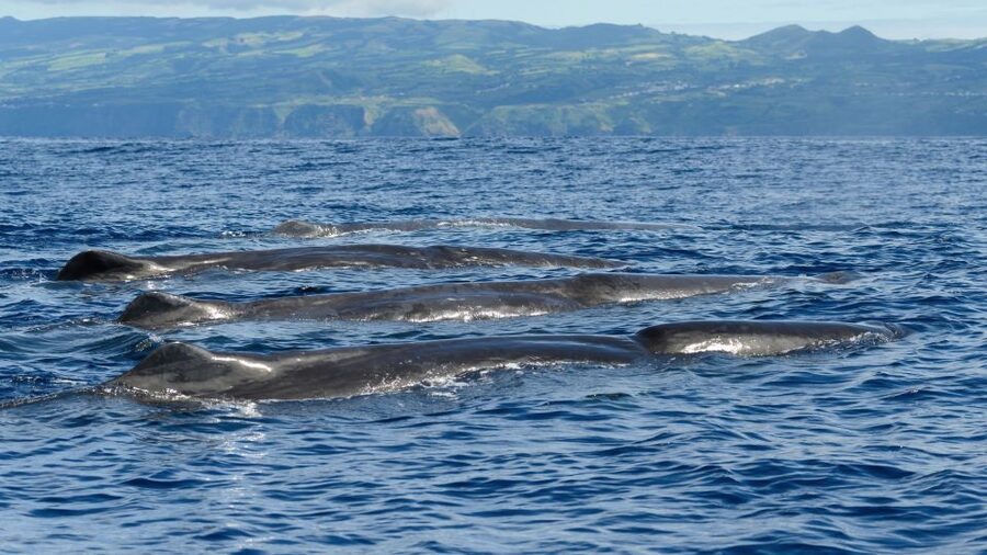 Rabo de Peixe: Sperm Whale Sanctuary Expedition - Practical tips: what to bring, what to avoid, and who should pass