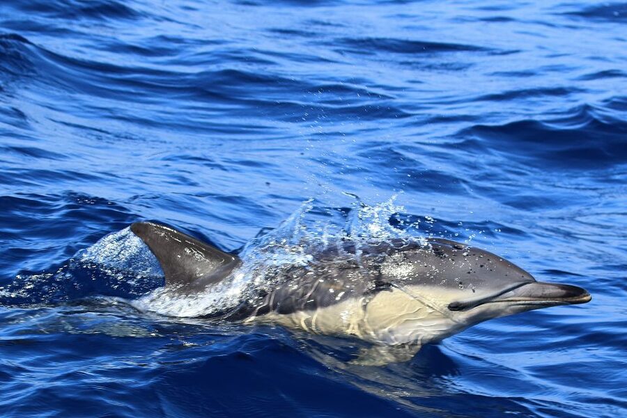Rabo de Peixe: Sperm Whale Sanctuary Expedition - Who this sperm whale sanctuary trip is best for