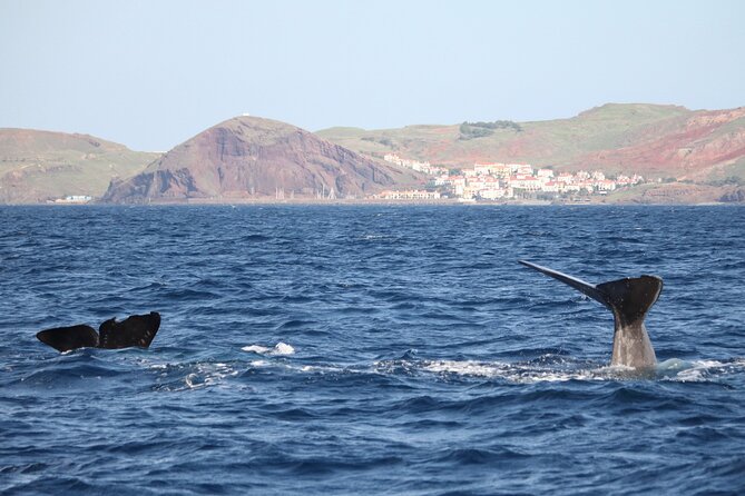 Responsible Whales and/or Dolphins Watching Tour - Key things to know before you go