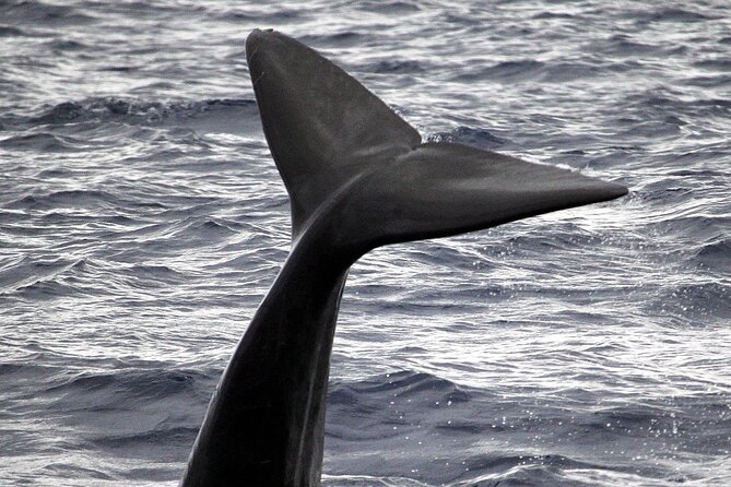Responsible Whales and/or Dolphins Watching Tour - Funchal by speedboat: what makes this ride different