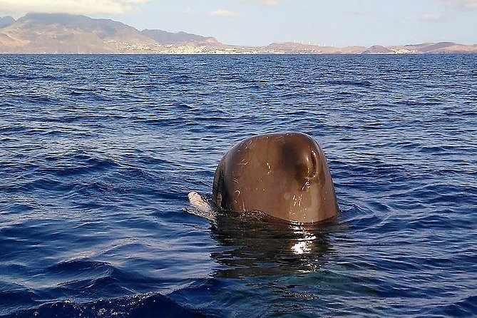 Responsible Whales and/or Dolphins Watching Tour - Views from the Atlantic, plus the reality of wind and chop