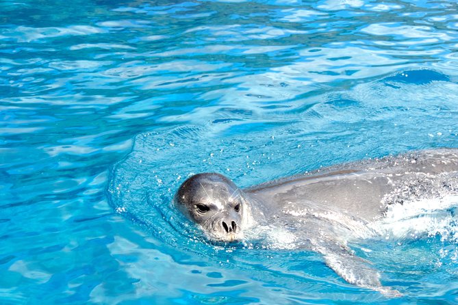 Responsible Whales and/or Dolphins Watching Tour - Price and value: what $59.28 really buys