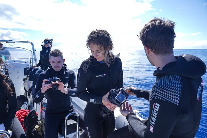 Responsible Whales and/or Dolphins Watching Tour - Should you book this whale and dolphin tour?