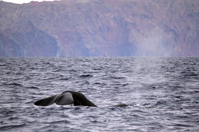 Responsible Whales and/or Dolphins Watching Tour - Responsibility at sea: research, rules, and giving animals space