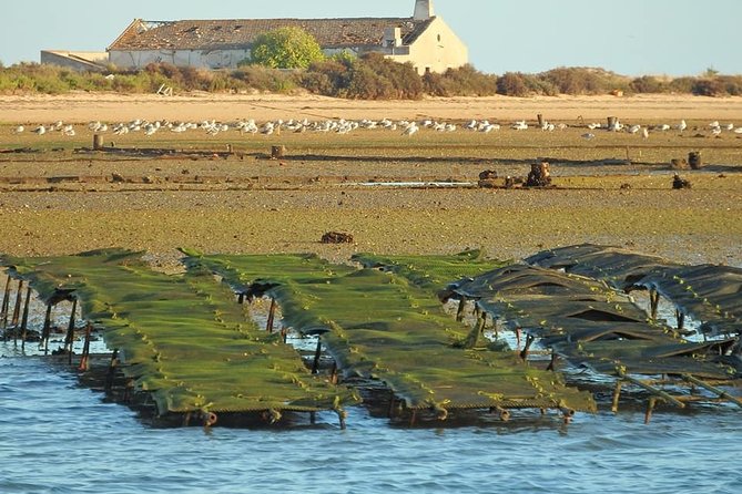 Ria Formosa - Boat trip to the 3 Islands: Armona | Culatra Island | Lighthouse - Who this tour suits best, and who should consider a different plan