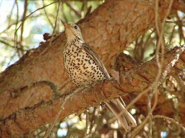 Ria Formosa Natural Park Birdwatching Segway Tour from Faro - Key highlights worth knowing