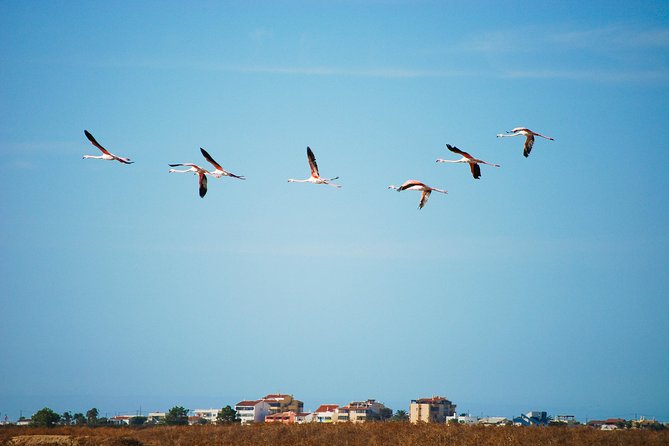 Ria Formosa Natural Park Birdwatching Segway Tour from Faro - The ride into Ria Formosa: marshes, lagoons, and tidal flats