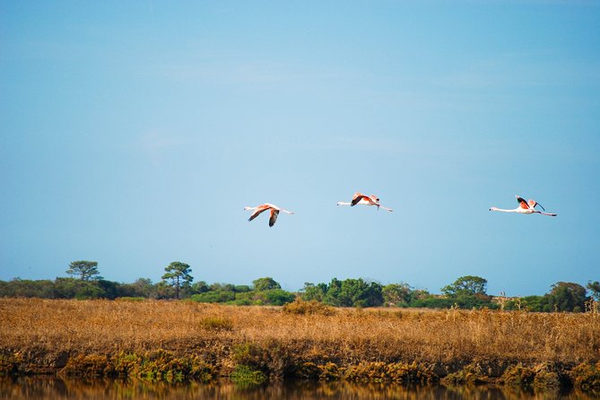 Ria Formosa Natural Park Birdwatching Segway Tour from Faro - First on the agenda: safety briefing and Segway confidence