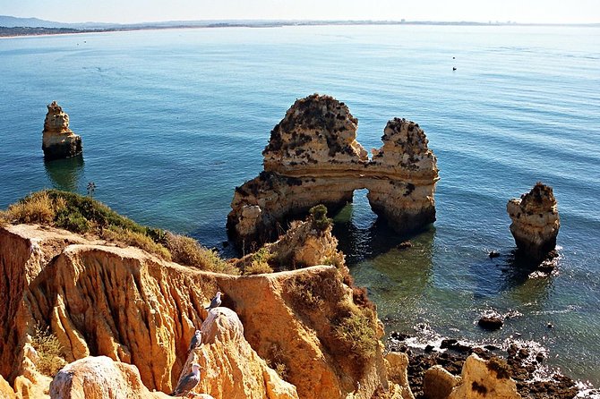 Sail, Swim & Tapas - Dolphins, wildlife, and how often you should expect surprises