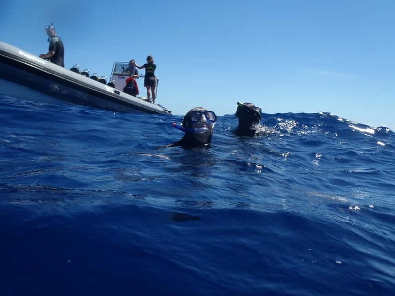 São Miguel: Swim with Wild Dolphins in the Open Ocean - Wild Dolphins Off São Miguel: What Makes This Swim Feel Different