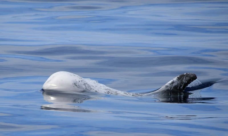São Miguel: Swim with Wild Dolphins in the Open Ocean - Final Advice: Should You Book This São Miguel Dolphin Swim?