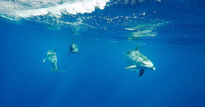 São Miguel: Swim with Wild Dolphins in the Open Ocean - From Marina Pêro de Teive to Ponta Delgada Waters: The 2.5-Hour Flow