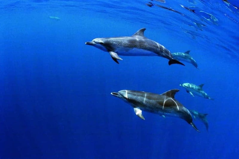 São Miguel: Swim with Wild Dolphins in the Open Ocean - Dolphin Watching From a Fast Boat: What You’ll See Above Water