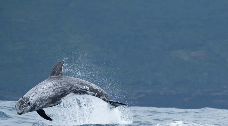 São Miguel: Swim with Wild Dolphins in the Open Ocean - Swimming Time in the Open Ocean: The Reality of Short, Magical Turns