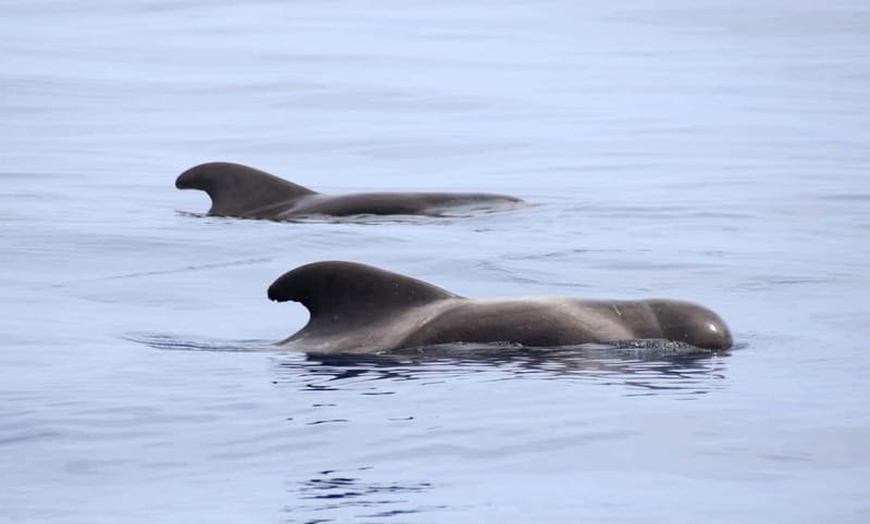 São Miguel: Swim with Wild Dolphins in the Open Ocean - What to Bring (and What to Keep Light) for a Boat Where You Cannot Carry Much