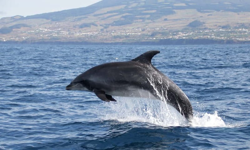 São Miguel: Swim with Wild Dolphins in the Open Ocean - Who This Swim Works Best For (and Who Should Think Twice)